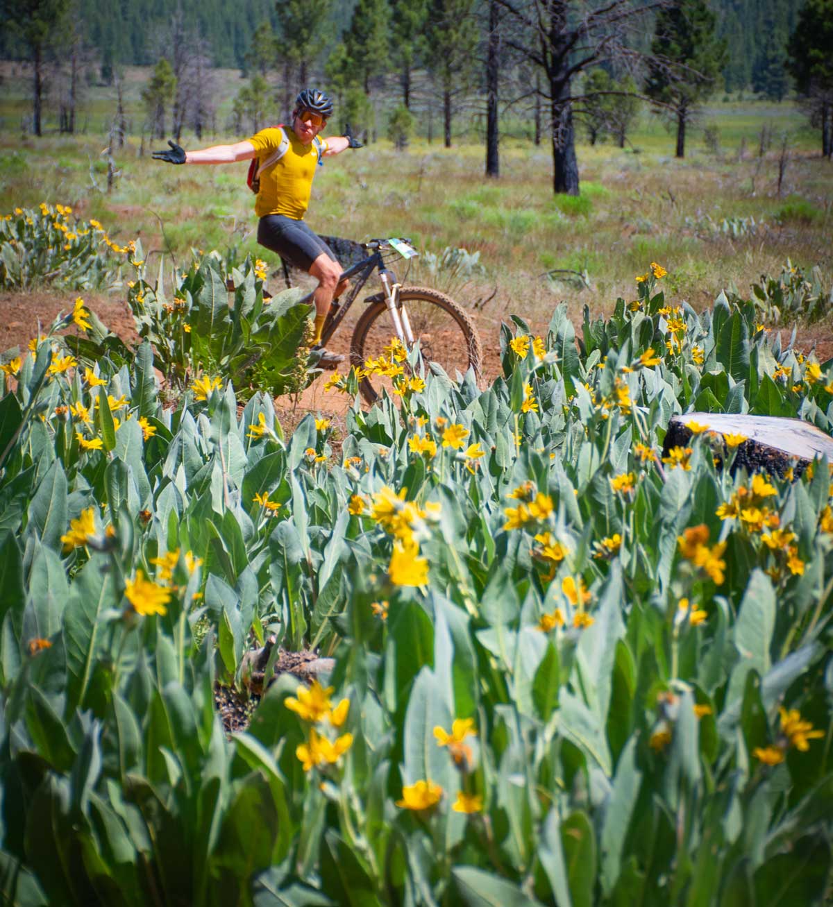 Gravel racer amongst flowers